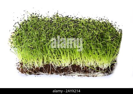 Zwiebelsprossen auf weißem Grund Stockfoto