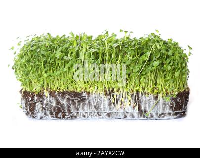 Grüner Koriander sprießt über weißem Hintergrund Stockfoto