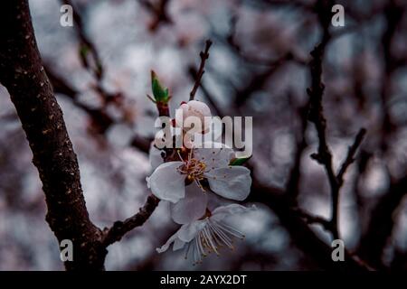 Zart blüht im Frühjahr, junge Blätter, wärmend an einem sonnigen Tag, schöne junge Aprikosenblume an einem grünen Zweig im Garten, nah beieinander. Stockfoto