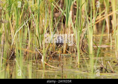 Sora Rail, Porzana Carolina, Erwachsene, Estero Llano State Park, Weslaco, Texas, USA Stockfoto