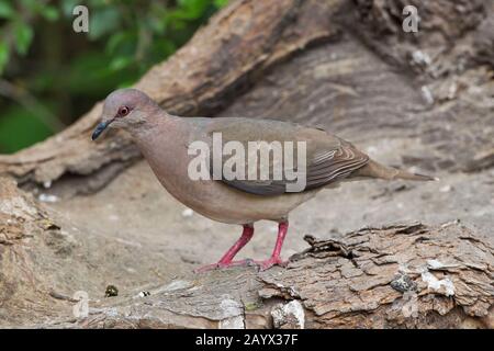 White-tipped Dove, Leptotila verreauxi, Estero Llano State Park, Weslaco, Texas, USA Stockfoto