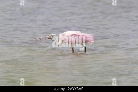 Roseate Spoonbill, Platalea ajaja, Estero Llano State Park, Weslaco, Texas, USA Stockfoto