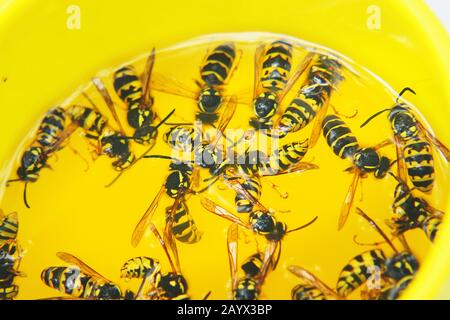 Tote Wespen in einem gelben Glas close-up. Wespen in Limonade ertrunken. Selektiver Fokus Stockfoto