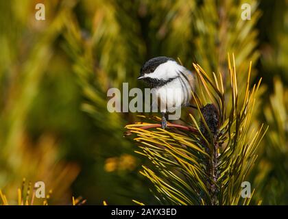 Chickadee mit schwarzer Kappe (Poecile atricapillus), Cherry Hill, Nova Scotia, Kanada, Stockfoto