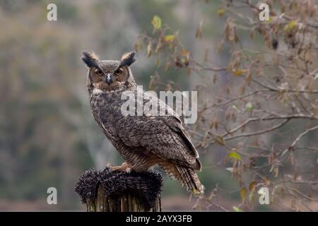 Große Horned Eule im Freien Stockfoto