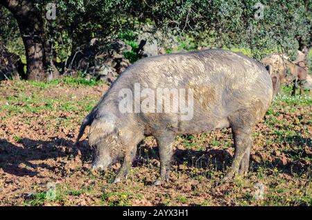 Seitenporträt von Schwein im Feld Stockfoto