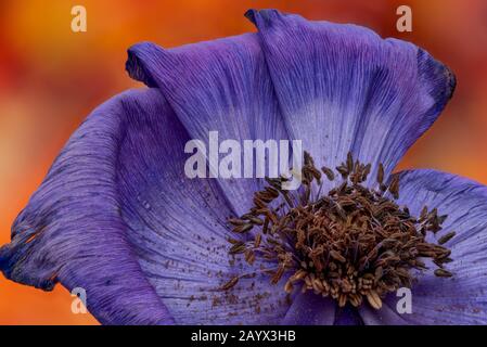 Blauviolette Anemonblüte und Pollenmakro auf einem verschwommenen orange bunten Hintergrund Stockfoto