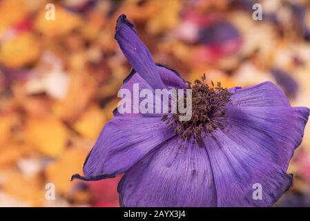 Violettblaue Anemone blühen auf einem verschwommenen bunten Petalenbett Stockfoto