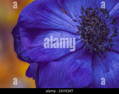 Auffällige dunkelblau-violette Anemone blühen bis zum Abschluss mit Pollen auf einem verschwommenen bunten Hintergrund Stockfoto