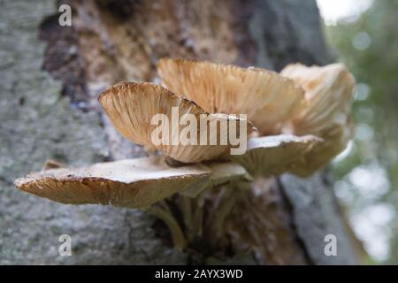 Cluster von Austernpilzen (Pleurotus ostreatus) wächst auf Baumrinde, Bishops Wood, St Andrews, Fife, Schottland. Stockfoto