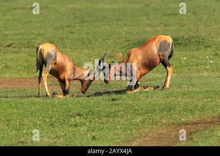 Topi, Damaliscus Korrigum, Männchen kämpfen, Masai Mara-Park in Kenia Stockfoto