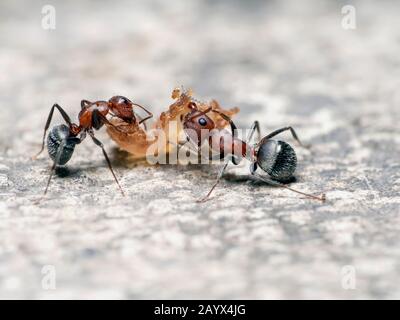 Makroschuss von zwei roten und schwarzen Ameisen, die an einer Speise ziehen. Stockfoto