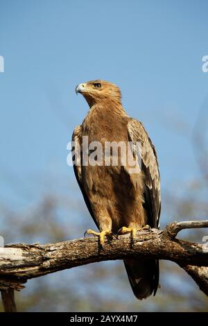 "Tawny Eagle", "aquila rapax", Erwachsener, der auf Einer Filiale steht, "Masai Mara Park" in Kenia Stockfoto