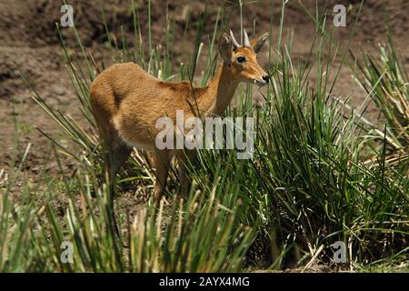 Southern oder Common Reedbuck, redunca arundinum, Male Standing in Swamp, Masai Mara Park in Kenia Stockfoto