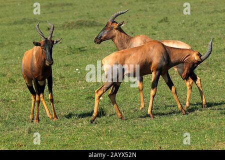 Topi, Damaliscus Korrigum, Männchen kämpfen, Masai Mara-Park in Kenia Stockfoto