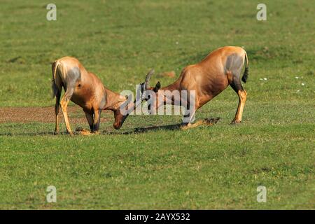 Topi, Damaliscus Korrigum, Männchen kämpfen, Masai Mara-Park in Kenia Stockfoto