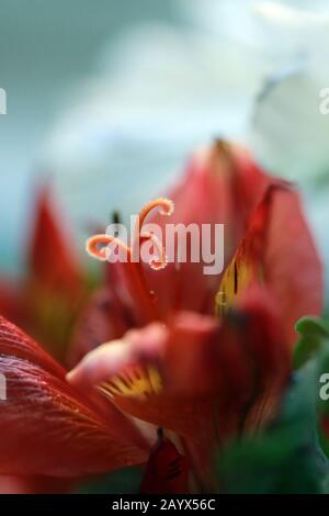 Rote und goldene Blume - Makrofotografie Stockfoto