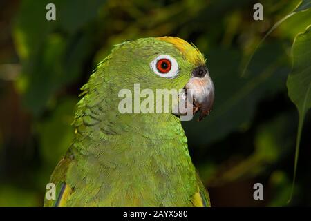 Gelbkrönender Amazonas-Papagei, amazone ochrocephala, Erwachsene, Nahaufnahme des Kopfes Stockfoto