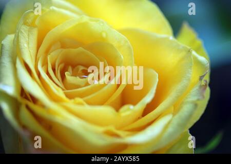 Gelbe Rose Close-up Stockfoto