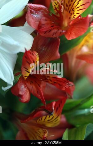 Rote und goldene Blume - Makrofotografie Stockfoto