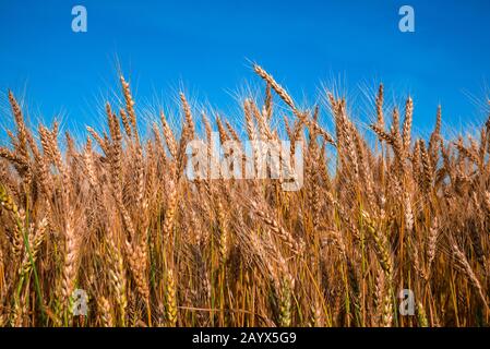 Große Dorn von reifem Weizen auf dem Feld Stockfoto