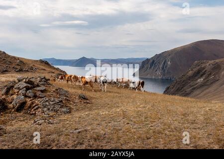 Hohes Felsufer des Baikalsee mit weidenden Kühen. Eine große Herde. Steppengras auf dem Boden. Wolken am Himmel. Brauntöne. Horizontal. Stockfoto