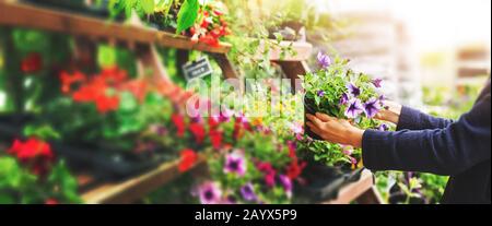 Frau pflücken Petunia Blumentopf aus dem Regal im Gärtnerei-Laden. Kopierraum Stockfoto