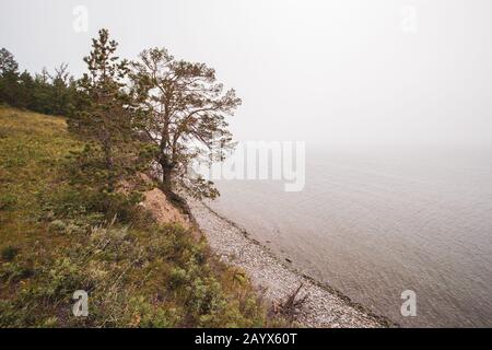 Ein Baum am Ufer des Baikalsee im Nebel. Auf dem Boden befindet sich grünes Gras. Kieselsteine am Wasser. Der See ist ruhig. Stockfoto