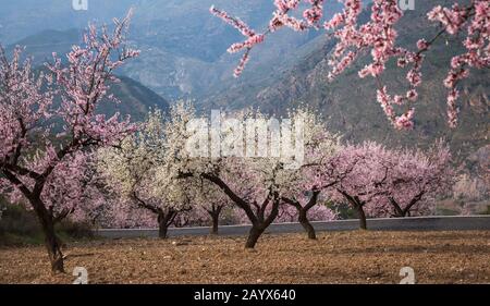 Blühende Mandelbäume, Mandelblüten, Mandelbäume blühen, Prunus dulcis, in Andalucia, Spanien im Februar Stockfoto