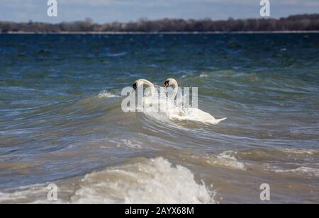 Die beiden Schwäne genossen die gewellte Ostsee, die so selten zu sehen ist. Stockfoto