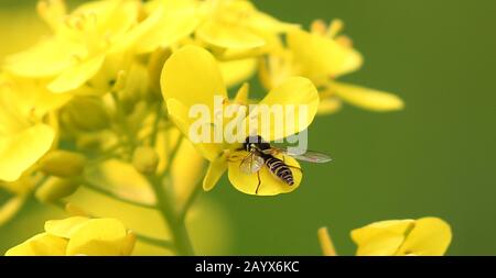 Bhaktapur, Nepal. Februar 2020. Eine Biene saugt Nektar aus einer cole-blume im cole Flower Field in Bhaktapur, Nepal, 17. Februar 2020. Credit: Sunil Sharma/Xinhua/Alamy Live News Stockfoto