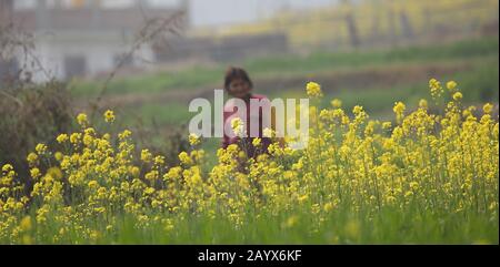 Bhaktapur, Nepal. Februar 2020. Eine Frau arbeitet am cole Flower Field in Bhaktapur, Nepal, 17. Februar 2020. Credit: Sunil Sharma/Xinhua/Alamy Live News Stockfoto