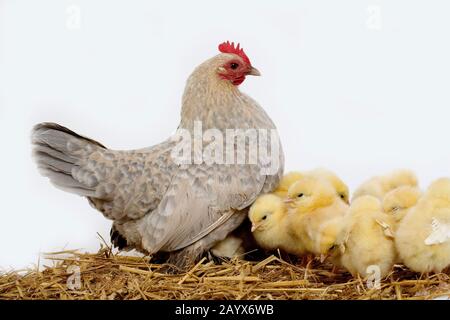 Barbu D'Uccle Domestic Chicken, Rasse aus Belgien, Hen und Chicks vor weißem Hintergrund Stockfoto