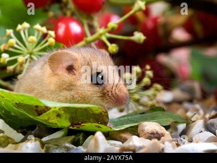 Haselmaus Muscardinus Avellanarius, Erwachsener und Beeren, Normandie Stockfoto