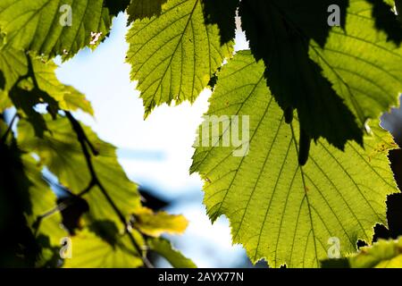 Haselnuss auf einem Ast mit grünen Blättern. Spätsommer in den Sträuchern mit Blättern und Sonneneinbruch. Gesunde Ernährung von natürlichem Protein. Stockfoto