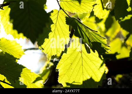 Haselnuss auf einem Ast mit grünen Blättern. Spätsommer in den Sträuchern mit Blättern und Sonneneinbruch. Gesunde Ernährung von natürlichem Protein. Stockfoto