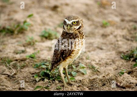 Kreditaufnahme Eule, Athene Cunicularia, Erwachsener, Los Lianos in Venezuela Stockfoto