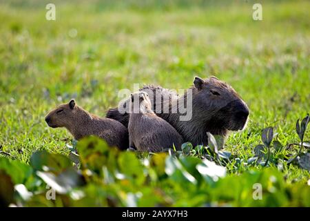 Capybara, Hydrochoerus hydrochaeris, Mutter mit Cub in Swamp, Los Lianos in Venezuela Stockfoto