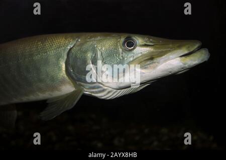 Hecht Esox lucius Stockfoto
