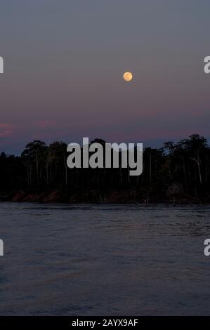 Vollmond steigt über den Regenwald entlang des Amazonas-Flusses im peruanischen Amazonas-Flussbecken bei Iquitos. Stockfoto