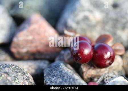 Nahaufnahme von Reifen Preiselbeeren oder Preiselbeeren, die zwischen Felsen in der arktischen Tundra in der Nähe von Arviat, Nunavut, Kanada, wachsen Stockfoto