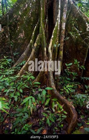 Ein Ceiba-Baum mit Buttress-Wurzeln im Pacaya-Samiria-Nationalreservat entlang des Ucayali-Flusses im peruanischen Amazonas-Flussbecken in der Nähe von Iquitos. Stockfoto