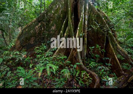 Ein Ceiba-Baum mit Buttress-Wurzeln im Pacaya-Samiria-Nationalreservat entlang des Ucayali-Flusses im peruanischen Amazonas-Flussbecken in der Nähe von Iquitos. Stockfoto