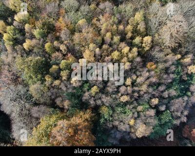 Ein Luftbild, der im Herbst gerade auf einen Wald der Bäume blickt. Stockfoto
