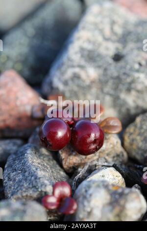 Nahaufnahme von Reifen Preiselbeeren oder Preiselbeeren, die zwischen Felsen in der arktischen Tundra in der Nähe von Arviat, Nunavut, Kanada, wachsen Stockfoto