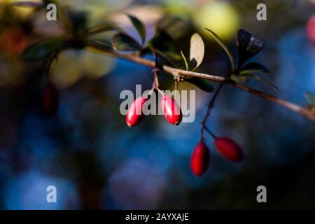 Berberis, im Allgemeinen bekannt als Barberry Nahaufnahme. Ein Zweig aus Barbeere mit roten Blättern. Geblümter Hintergrund. Herbstatmosphäre. Warme Farben. Natur PA Stockfoto