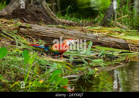 Ein scharlachroter Makaw (Ara macao) an einem Teich im Regenwald am Fluss Maranon im peruanischen Amazonas-Flussbecken bei Iquitos. Stockfoto