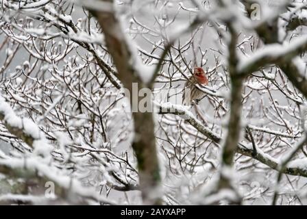 Rothausfinch (Haemorhous mexicanus) im schneebedeckten Hartriegelbaum in Atlanta, Georgia. (USA) Stockfoto