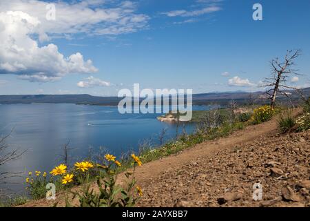 Blick auf den Yellowstone Lake vom Lake Butte Mit gelben Wildblumen, verbrannten Bäumen aus vergangenen Wildbränden und fernen Bergen, die sich i befinden Stockfoto