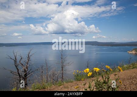 Blick auf den Yellowstone Lake vom Lake Butte Mit gelben Wildblumen, verbrannten Bäumen aus vergangenen Wildbränden und fernen Bergen, die sich i befinden Stockfoto